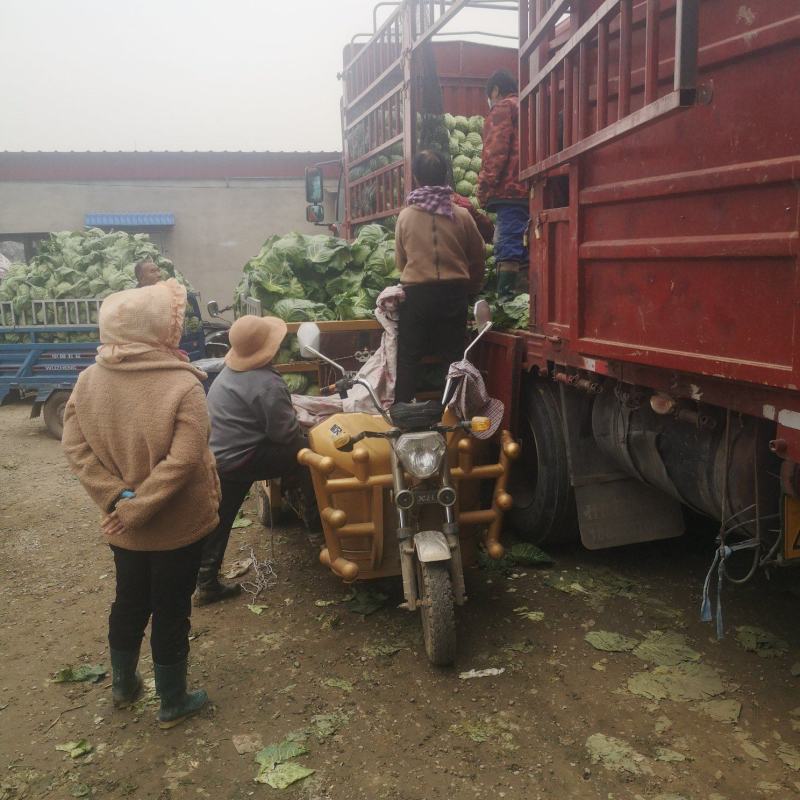 精品甘蓝菜大量上市了，有需要的联系我