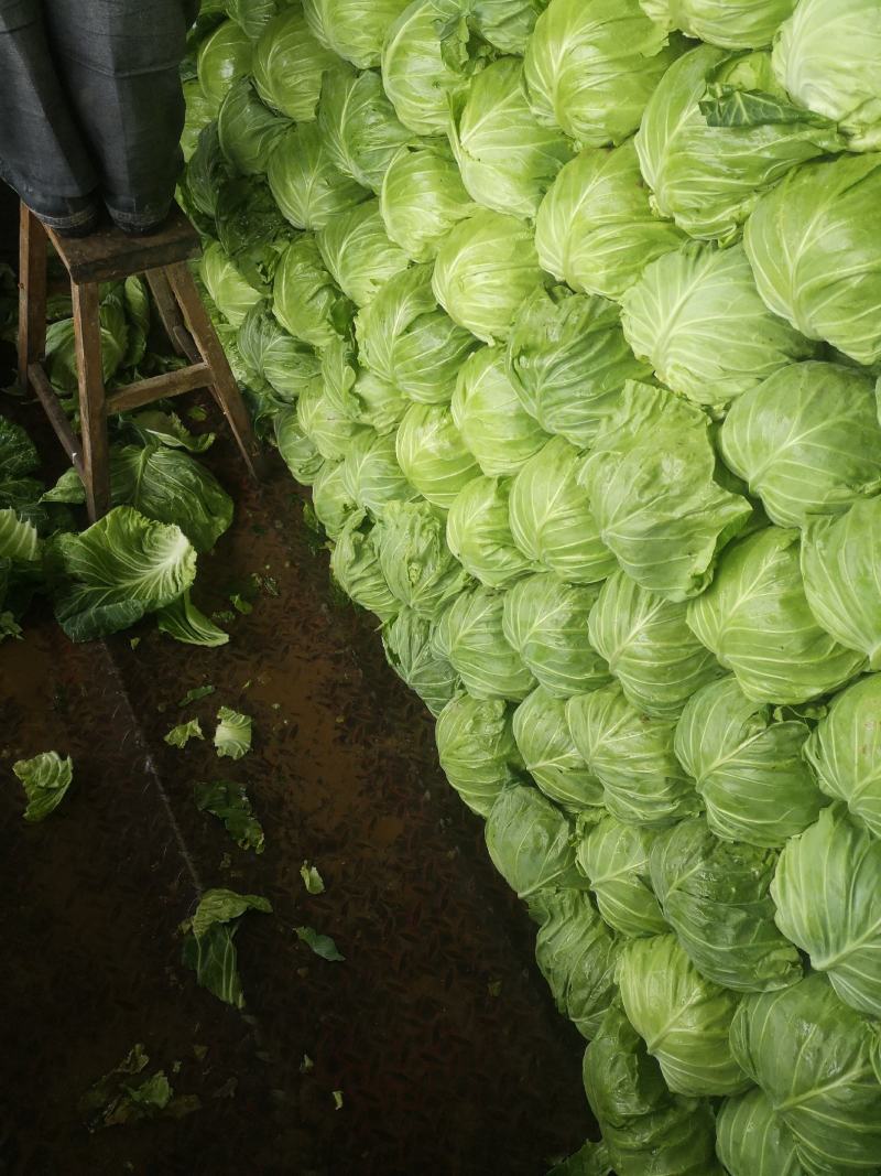 精品甘蓝菜大量上市了，有需要的联系我