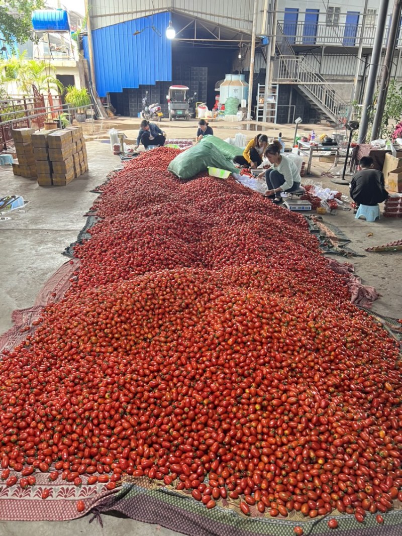 云南露天圣女果大中小每天不限量收购发货商超，电商一件代发