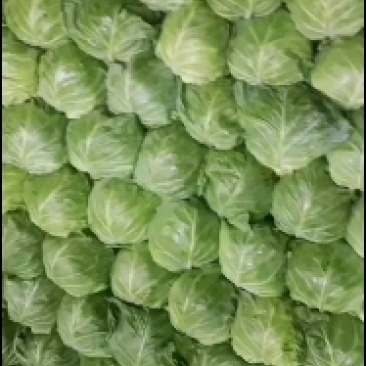 甘蓝菜大量上市了有需要的联系我