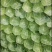 甘蓝菜大量上市了有需要的联系我
