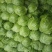 甘蓝菜大量上市了有需要的联系我