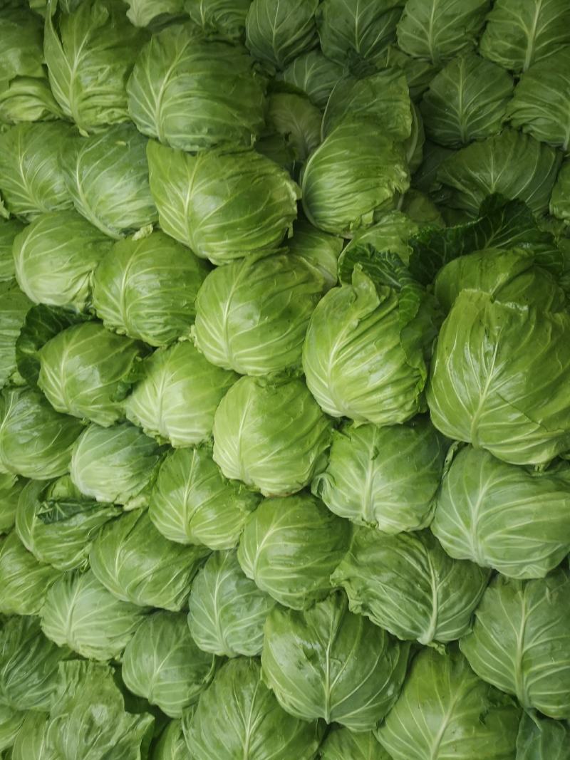甘蓝菜大量上市了有需要的联系我
