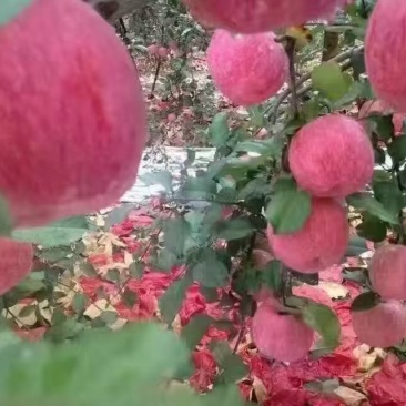 高原红富士苹果，纸袋，宜川苹果欢迎你，个大，颜色亮，果面