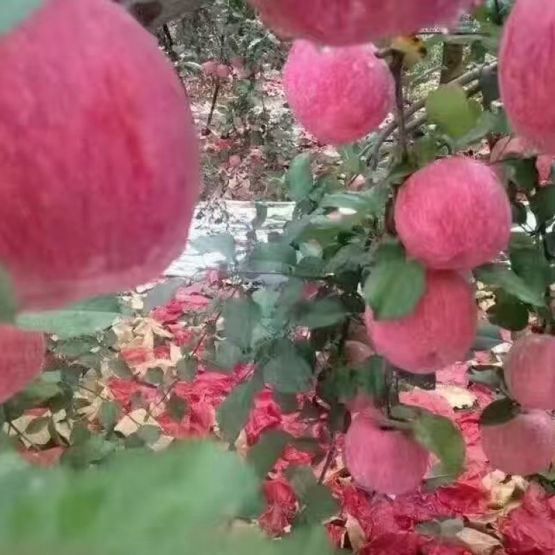 高原红富士苹果，纸袋，宜川苹果欢迎你，个大，颜色亮，果面