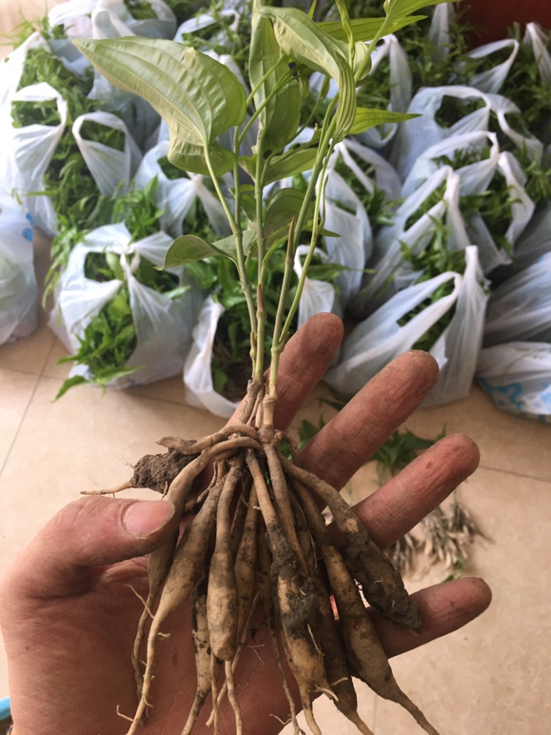 百部种苗优质百部种苗批发露天对叶百部苗一手货源