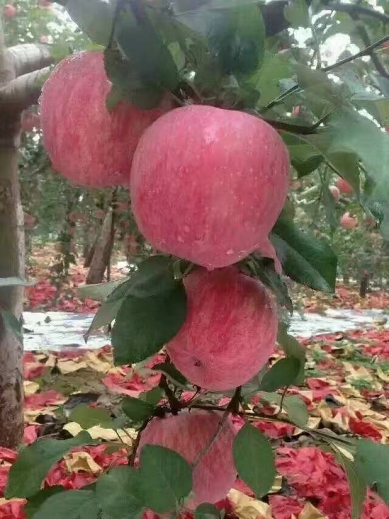 高原红富士苹果，纸袋，宜川苹果欢迎你，个大，颜色亮，果面