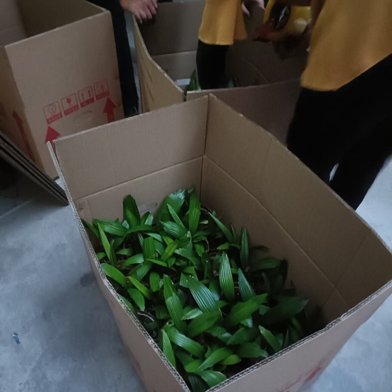 圆叶轴榈圆叶刺轴榈棕榈科观赏盆栽绿植花卉四季常青美观