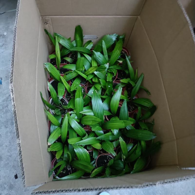 圆叶轴榈圆叶刺轴榈棕榈科观赏盆栽绿植花卉四季常青美观