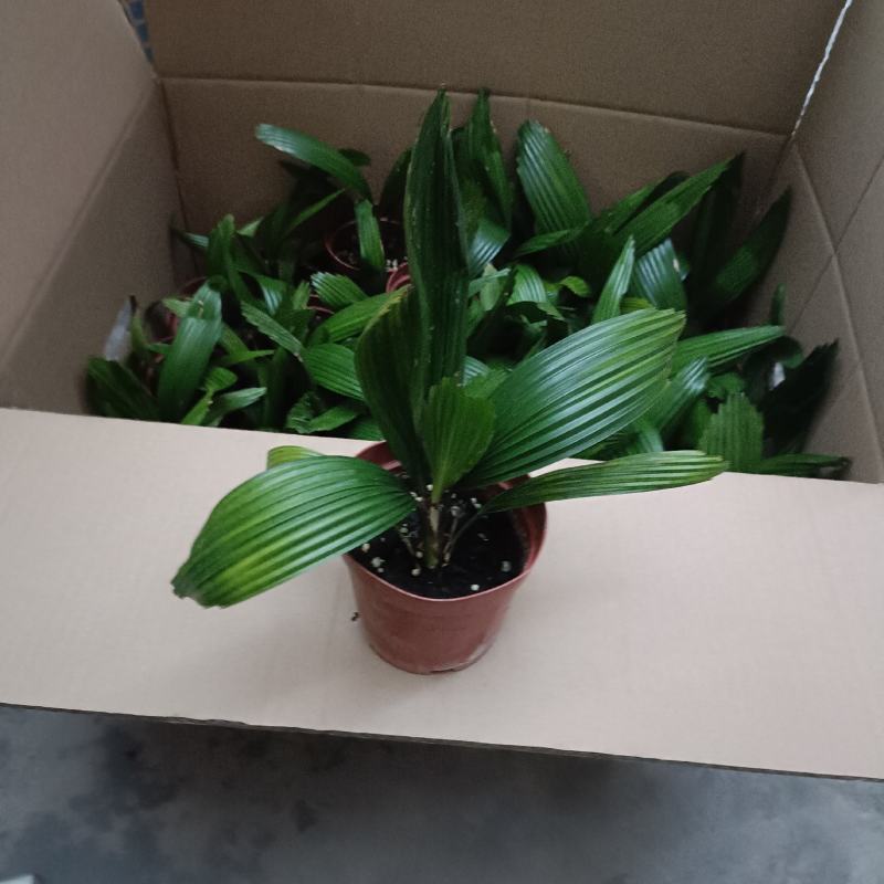 圆叶轴榈圆叶刺轴榈棕榈科观赏盆栽绿植花卉四季常青美观