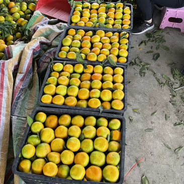国庆一号大量上市，产地直发.采果打蜡包装一条龙