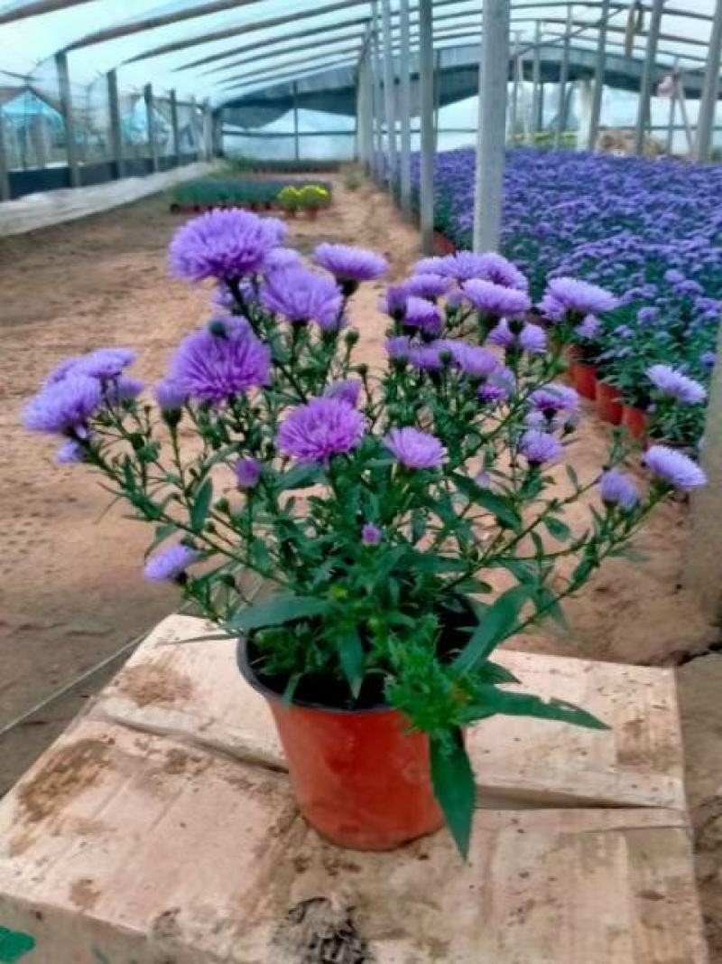 丹麦翠菊紫色花海