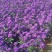 丹麦翠菊紫色花海
