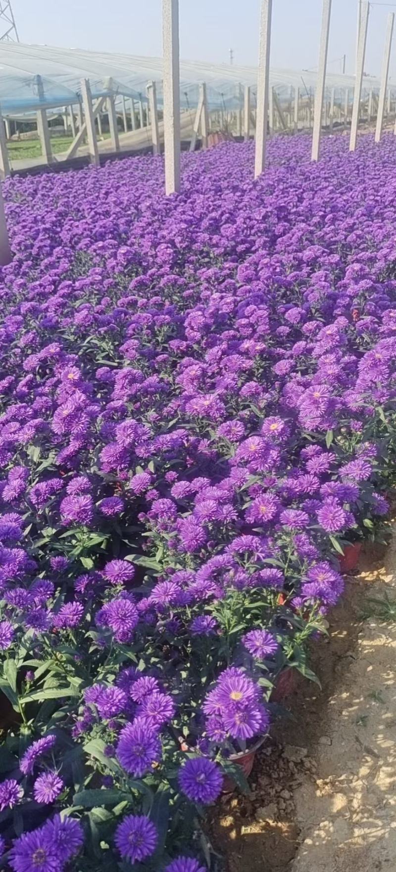 丹麦翠菊紫色花海