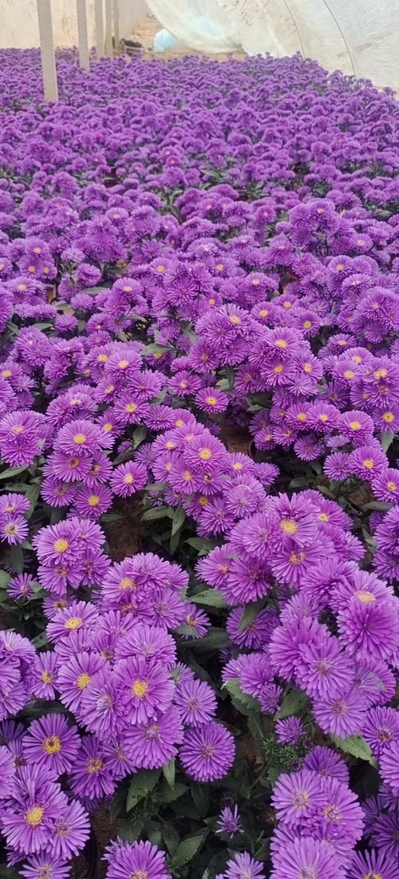 丹麦翠菊紫色花海