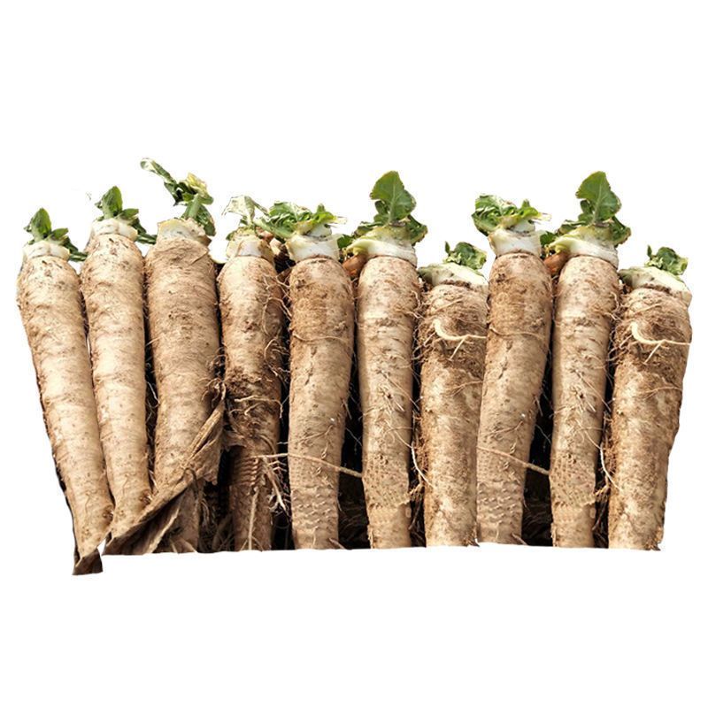 菊苣根芽球菊苣根金玉兰菜盆栽蔬菜欢迎咨询