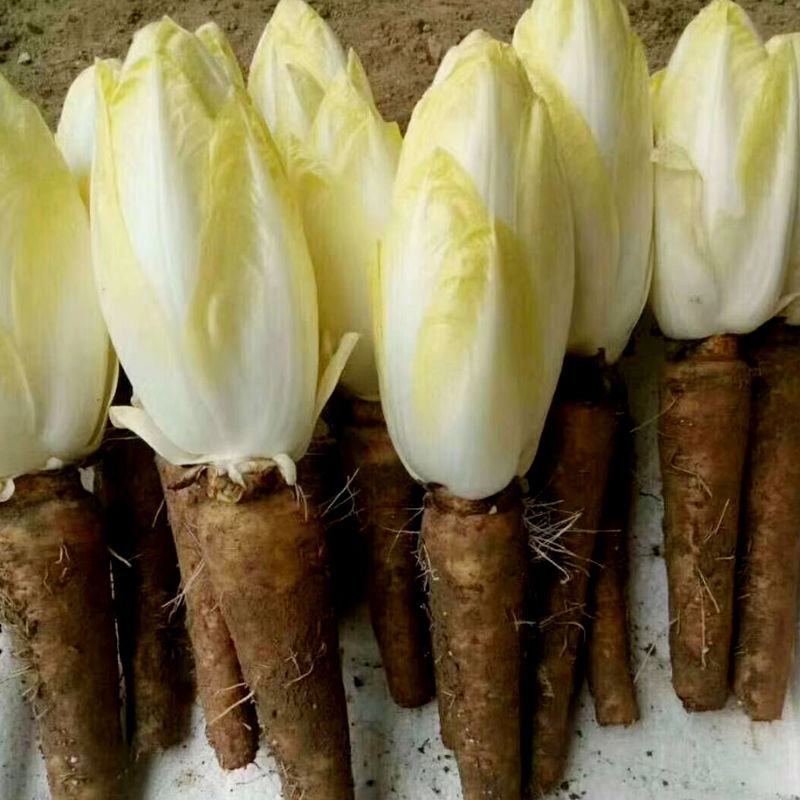 菊苣根芽球菊苣根金玉兰菜盆栽蔬菜欢迎咨询