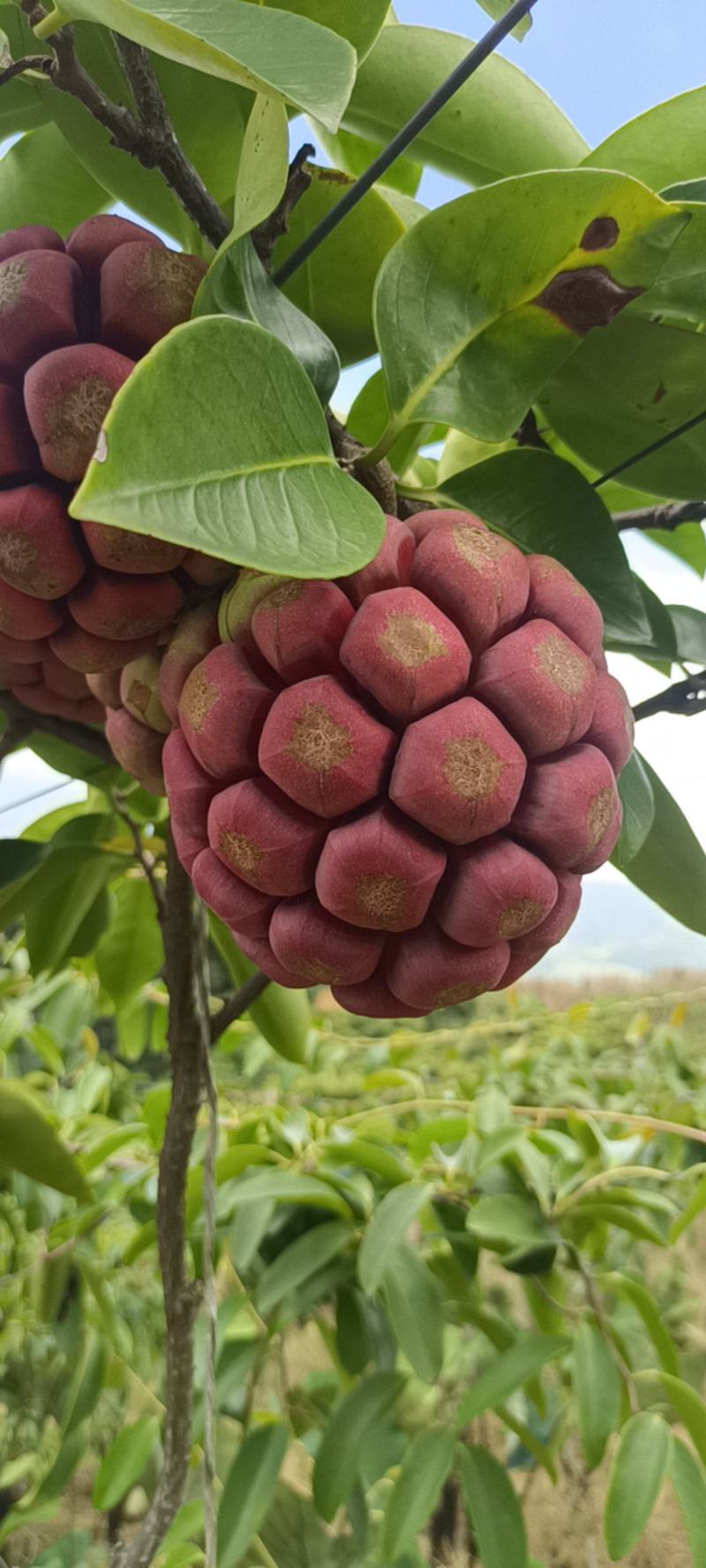 奇特养生果黑老虎基地直供一件代发