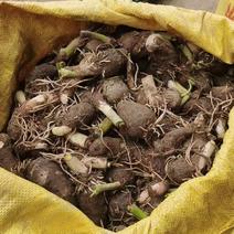 芋头种，荔浦芋种，福建芋种