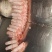 国产羊肉卷B不散不碎不柴火锅食材，欢迎进店选购