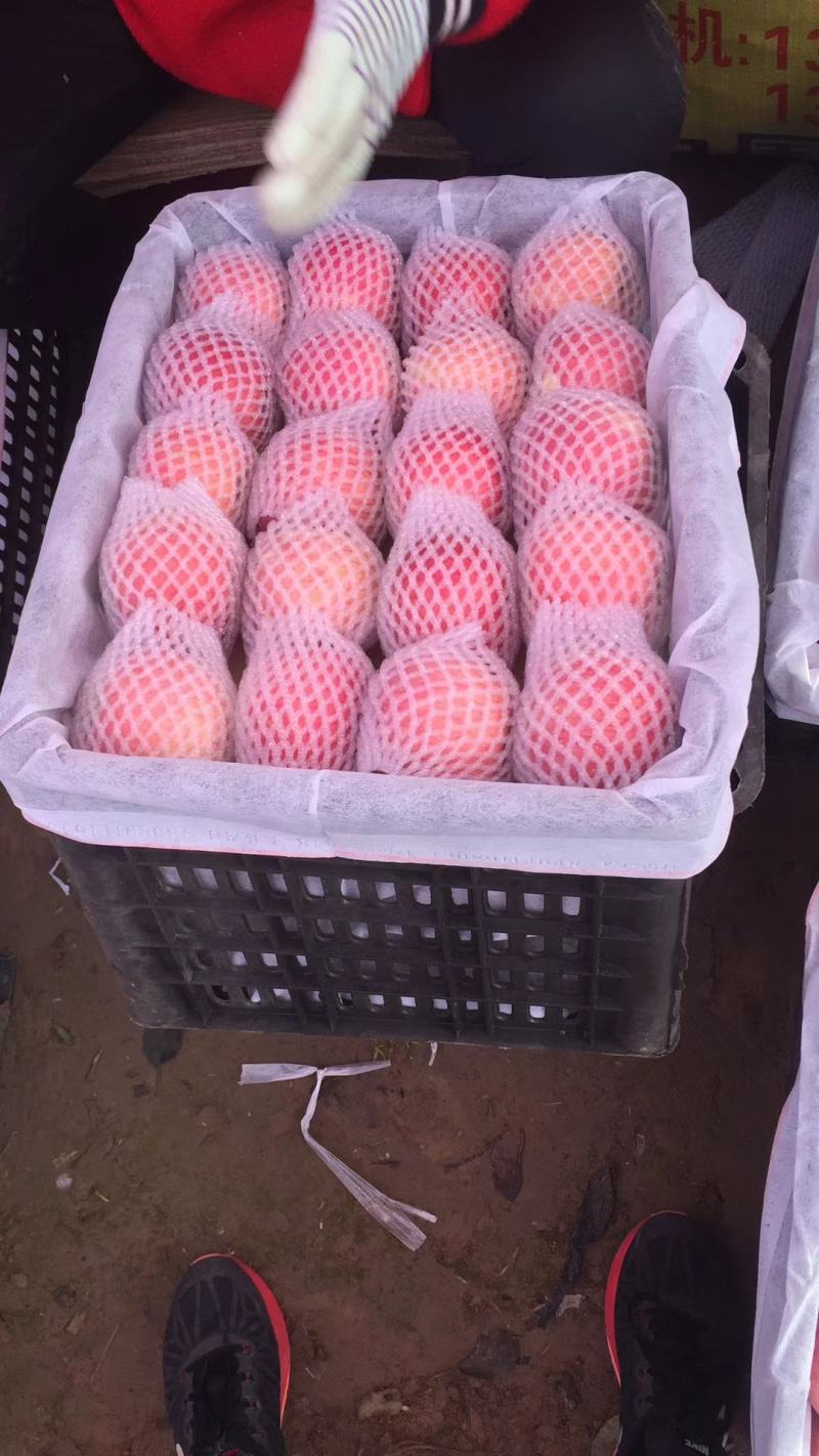 本地冷库红富士苹果大量上市。欢迎各位客商前来采购。