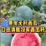 山东无籽西瓜西瓜山东甜大量上市产地直供商超市场