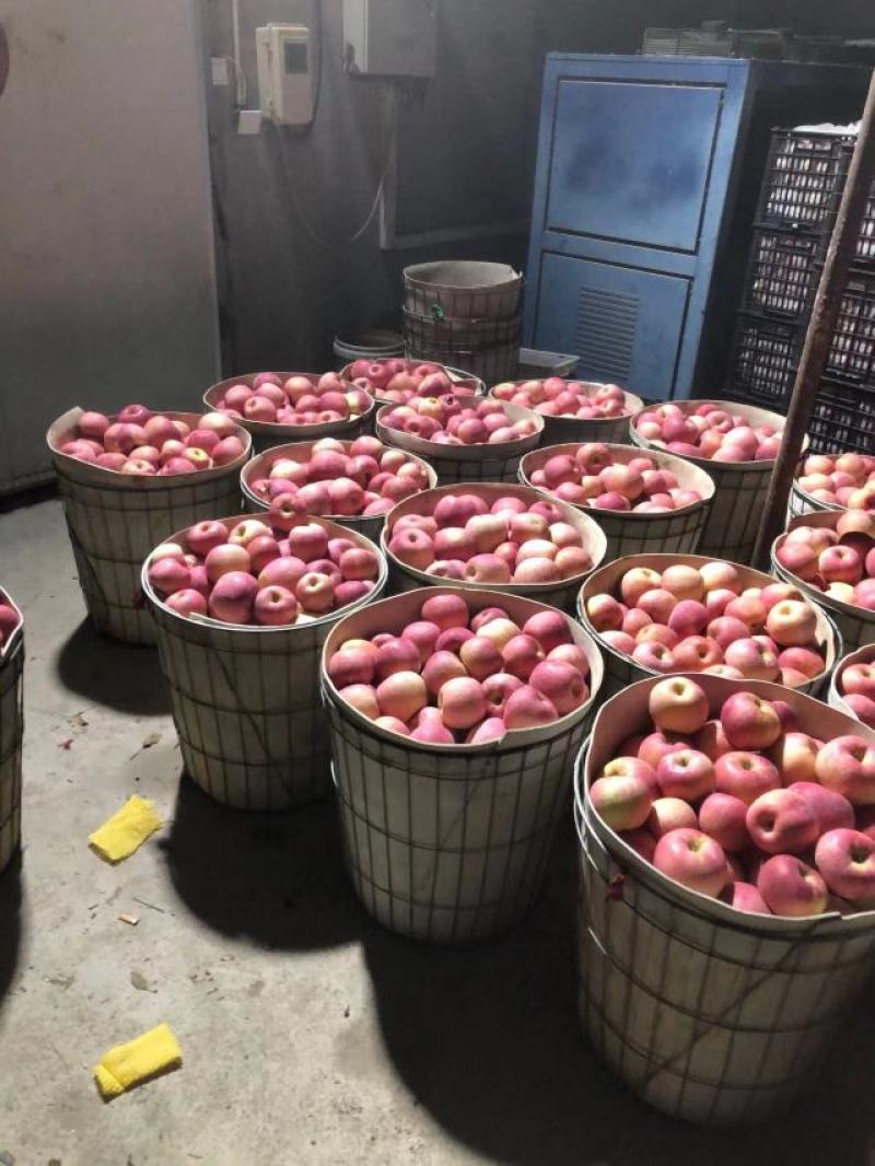 寒富苹果：冬无严寒，夏无酷暑，光照充足，雨量适度。