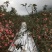 寒富苹果：冬无严寒，夏无酷暑，光照充足，雨量适度。