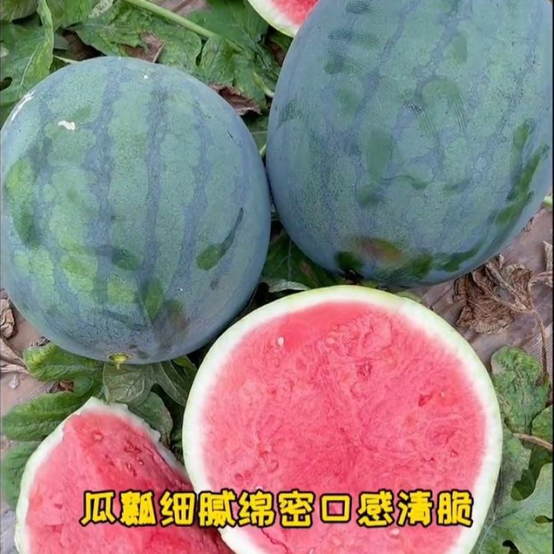 山东无籽西瓜西瓜山东甜大量上市产地直供商超市场