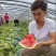 山东无籽西瓜西瓜山东甜大量上市产地直供商超市场