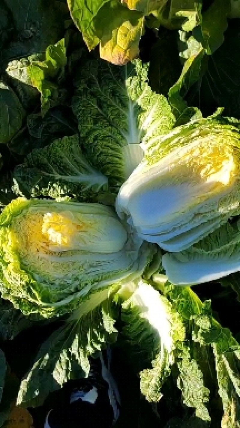 黄心菜杠菜玲珑黄通辽大地白菜