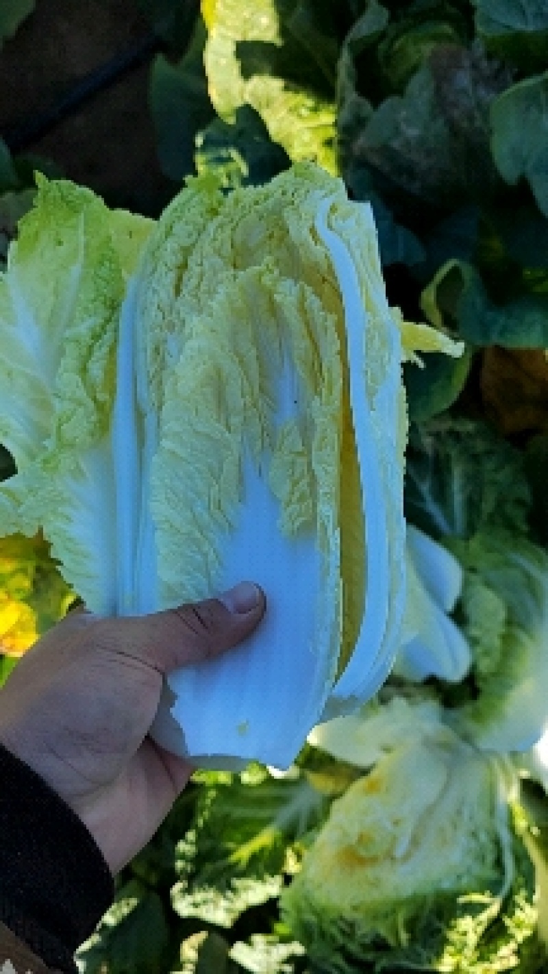 黄心菜杠菜玲珑黄通辽大地白菜