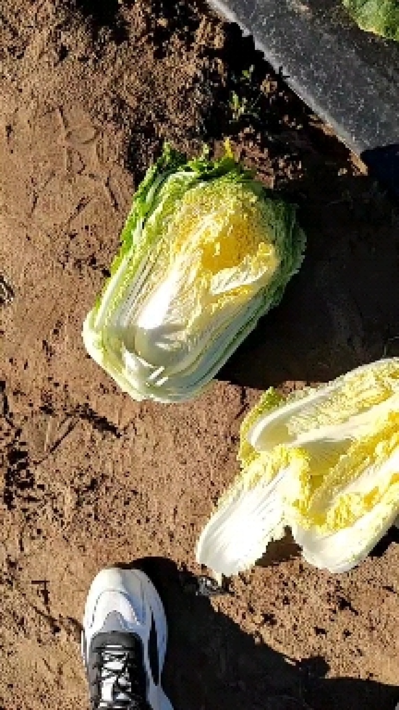 黄心菜杠菜玲珑黄通辽大地白菜