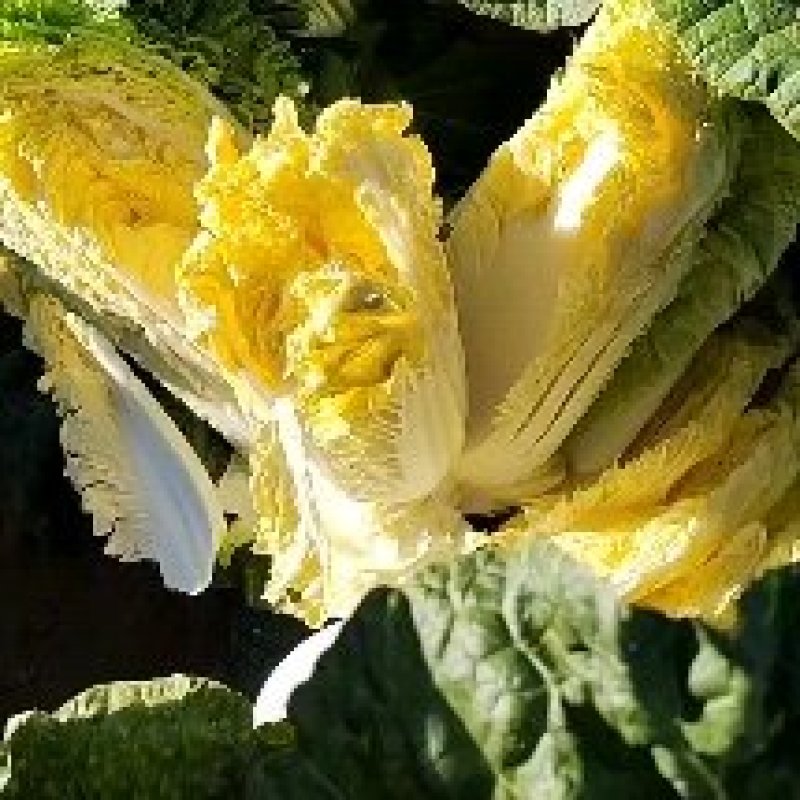 黄心菜杠菜玲珑黄通辽大地白菜