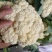 花菜散花白面青梗松花菜鲜花菜市场货电商货