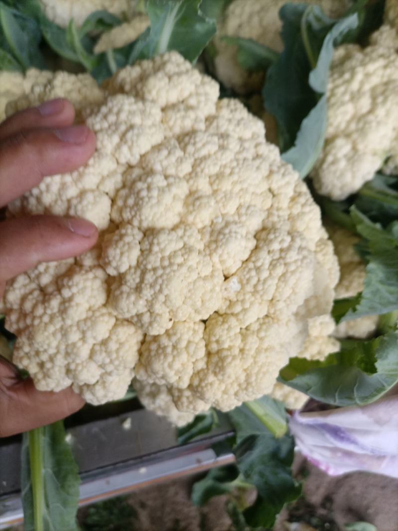 花菜散花白面青梗松花菜鲜花菜市场货电商货