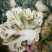 花菜散花白面青梗松花菜鲜花菜市场货电商货