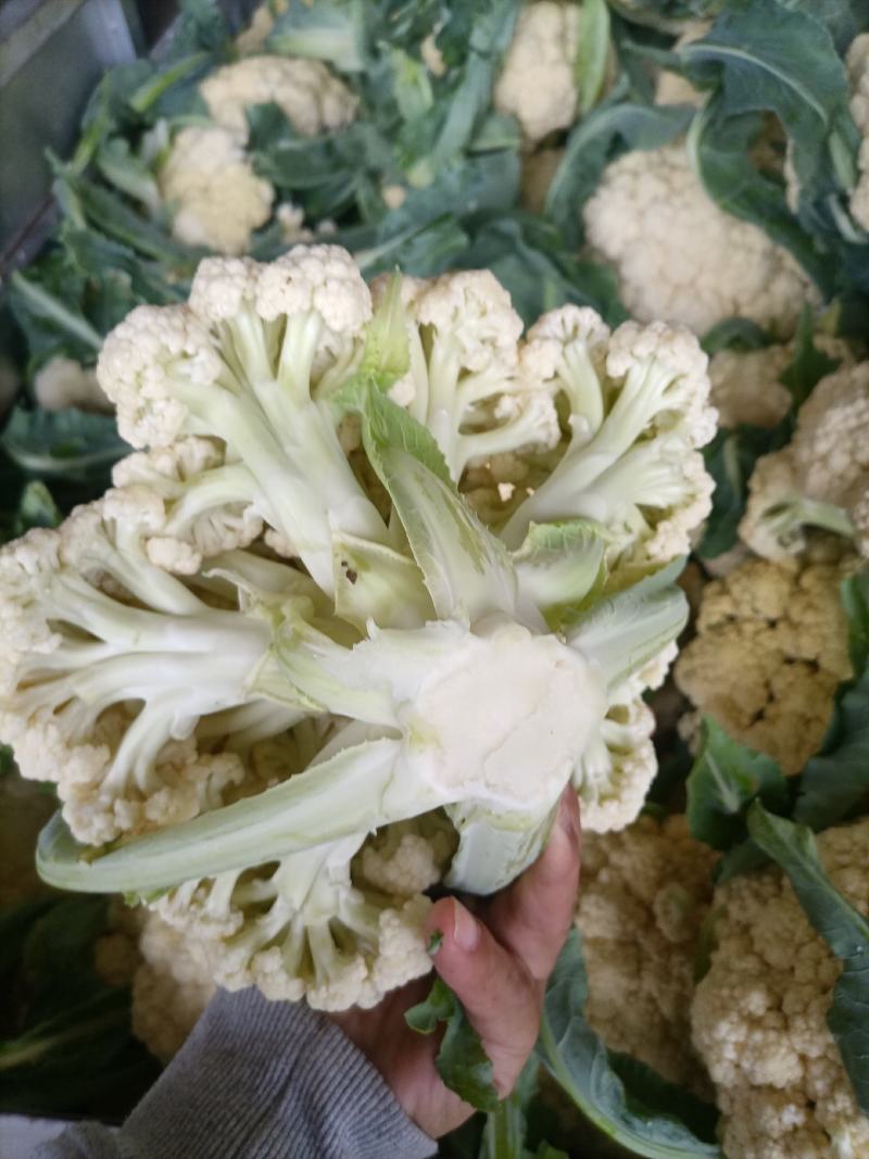 花菜散花白面青梗松花菜鲜花菜市场货电商货