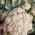花菜散花白面青梗松花菜鲜花菜市场货电商货