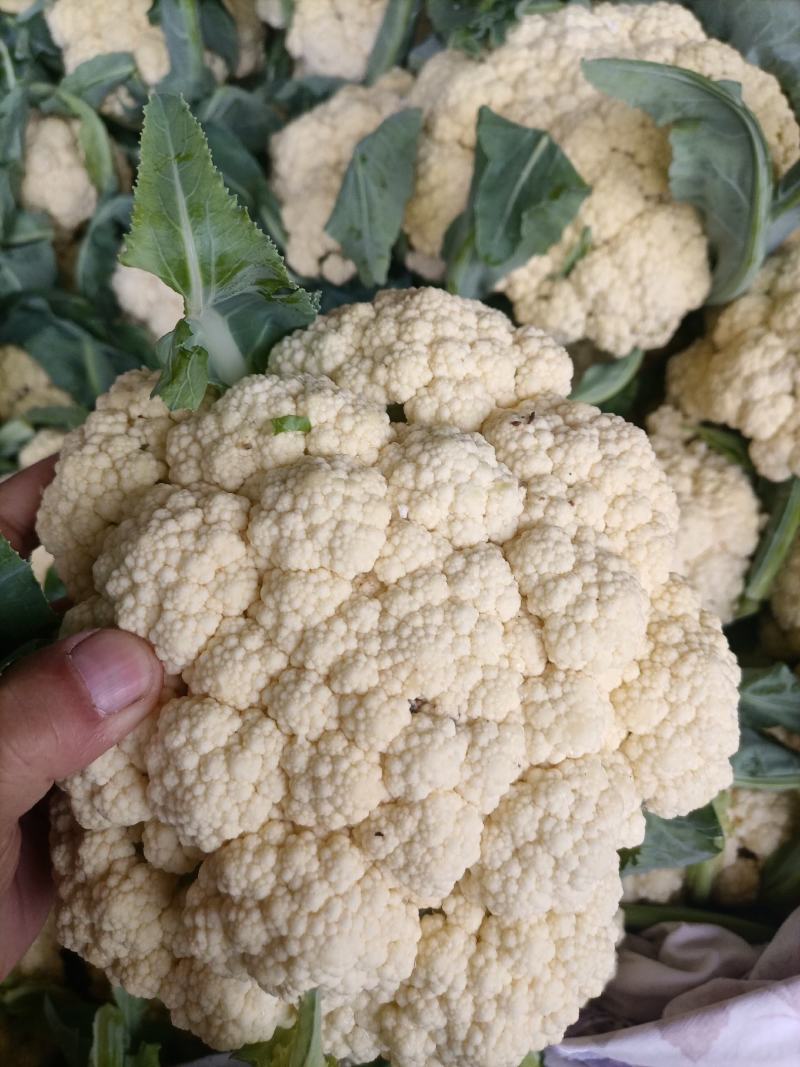 花菜散花白面青梗松花菜鲜花菜市场货电商货