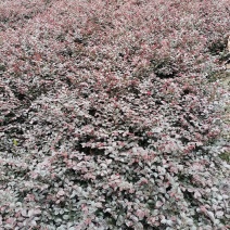 红继木又称红花继木耐寒耐冻耐热易存活