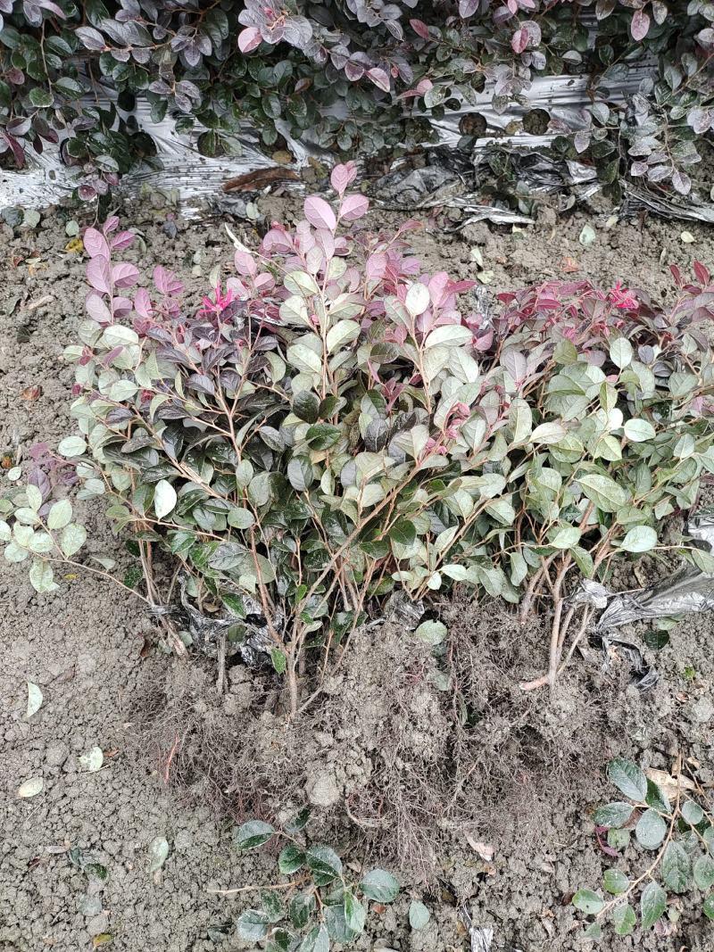 红继木又称红花继木耐寒耐冻耐热易存活
