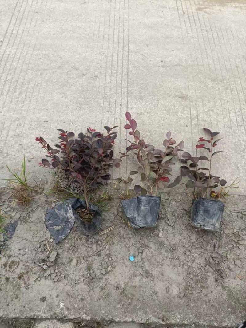 红继木又称红花继木耐寒耐冻耐热易存活