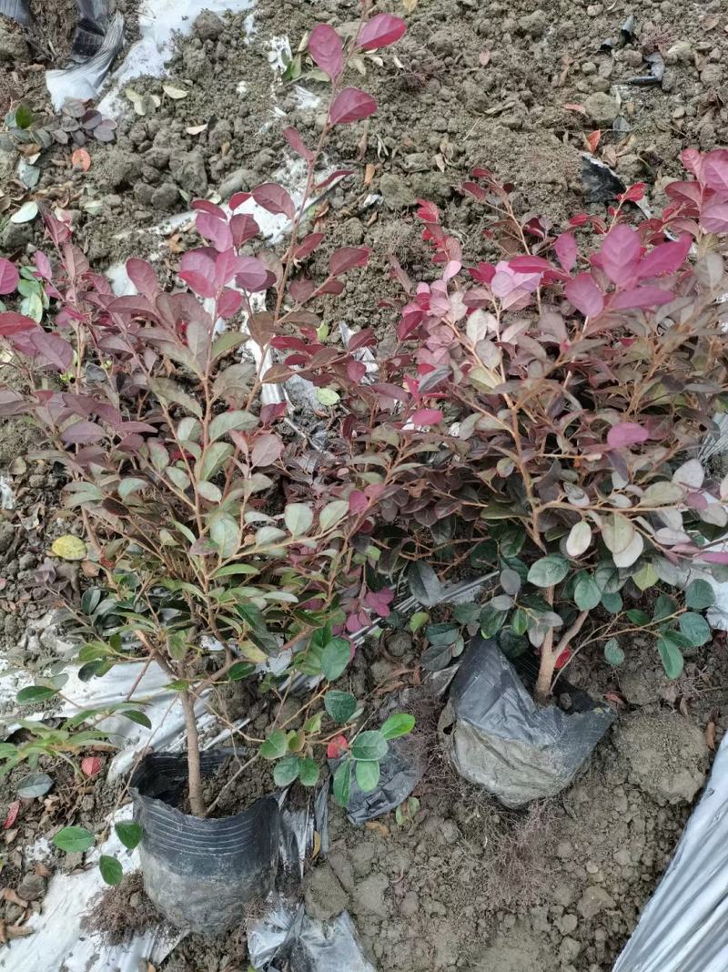 红继木又称红花继木耐寒耐冻耐热易存活