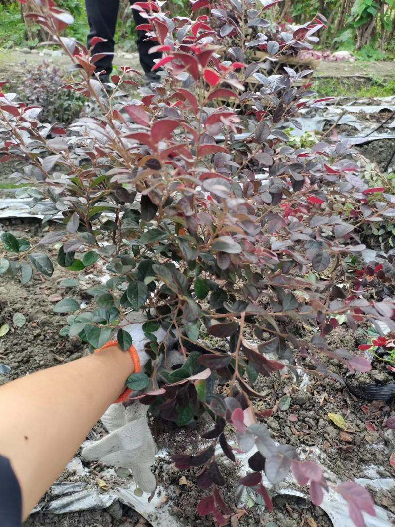 红继木又称红花继木耐寒耐冻耐热易存活