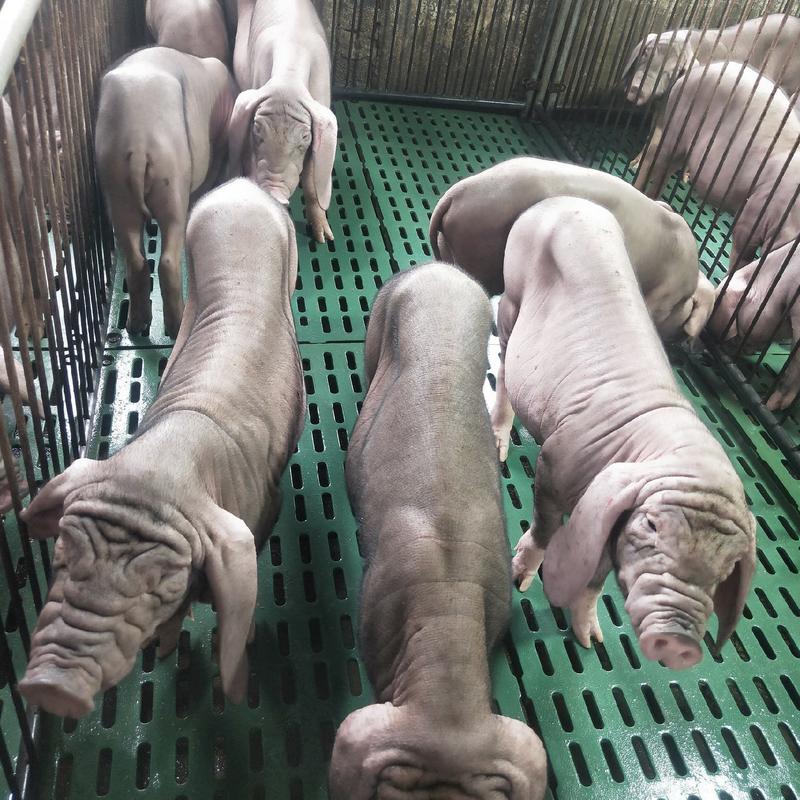 本场常年出售原种太湖母猪，二元母猪，苏太母猪支持全国发货