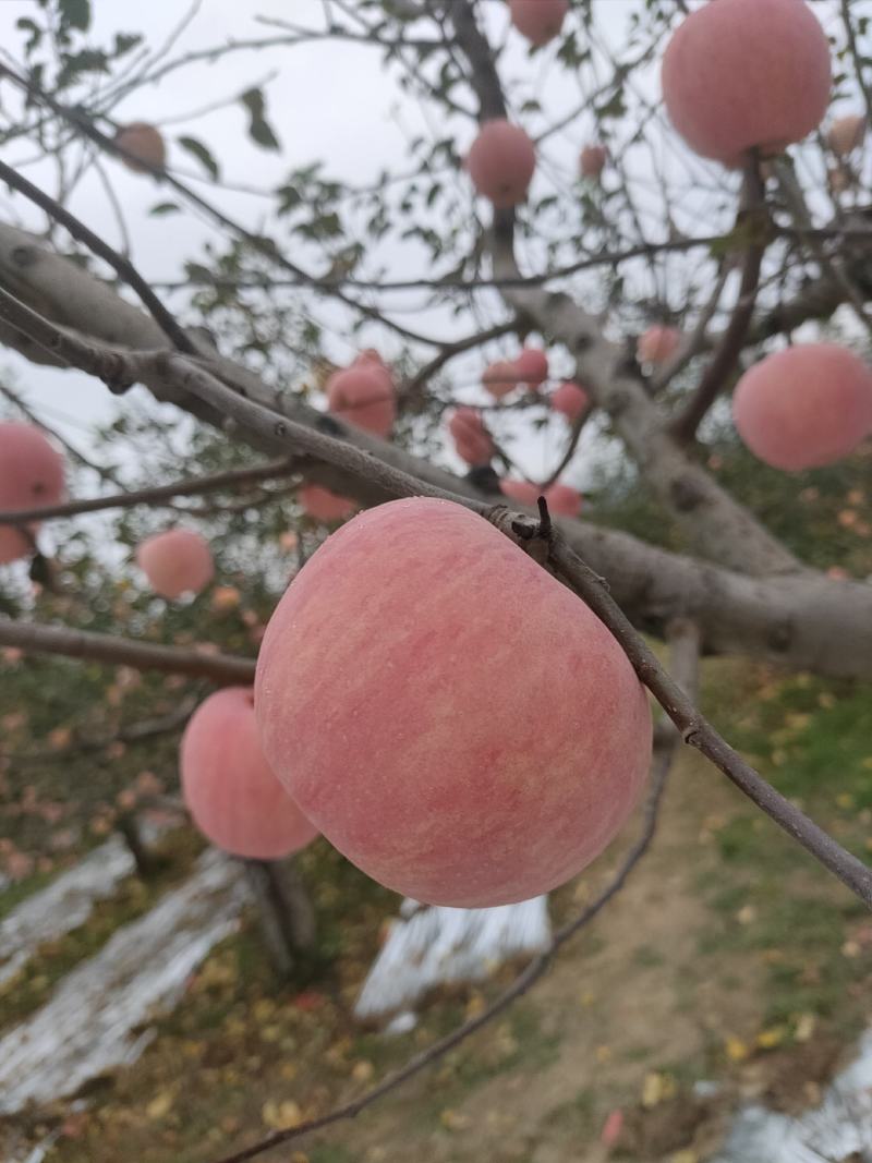 山西临汾吉县的红富士苹果，果肉好，质量好，价格实惠
