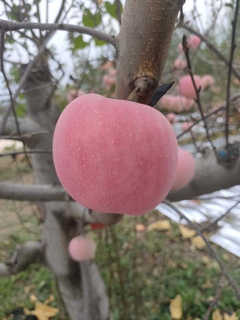 山西临汾吉县的红富士苹果，果肉好，质量好，价格实惠