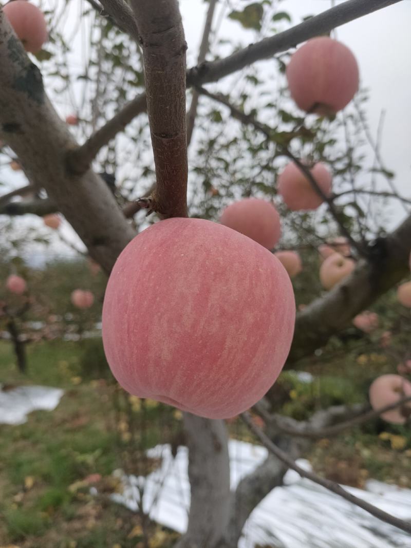 山西临汾吉县的红富士苹果，果肉好，质量好，价格实惠