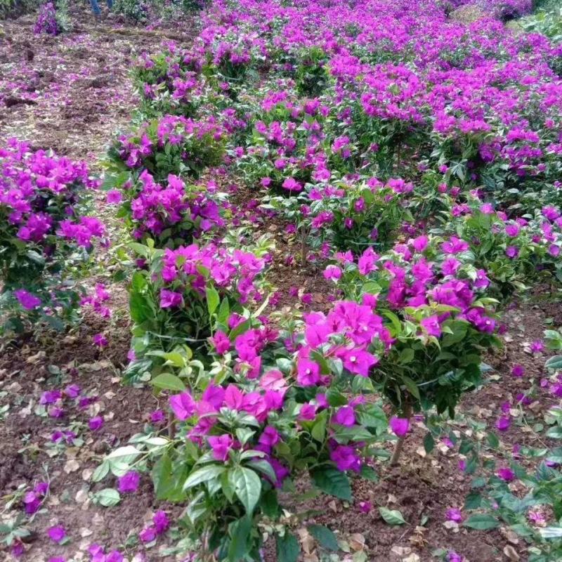 三角梅四季开花勤花盆栽重瓣老桩花苗爬藤驱蚊绿植外庭院花卉